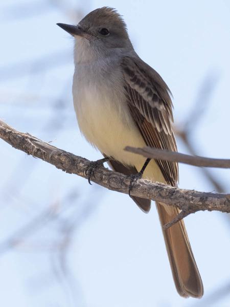 <h3><a href="/trips/Tucson_2023/biota/animalia/chordata/aves/040 passeriformes/011 tyrannidae/myiarchus tyrannulus/myiarchus tyrannulus-nl.html">Myiarchus&nbsp;tyrannulus</a> / Brown‑crested&nbsp;flycatcher / Cayennetiran</h3>OM-1 met M.300mm F4.0 + MC-14, 1/4000 sec  bij F5.6, ISO 1250, afstand 7.57&nbsp;m